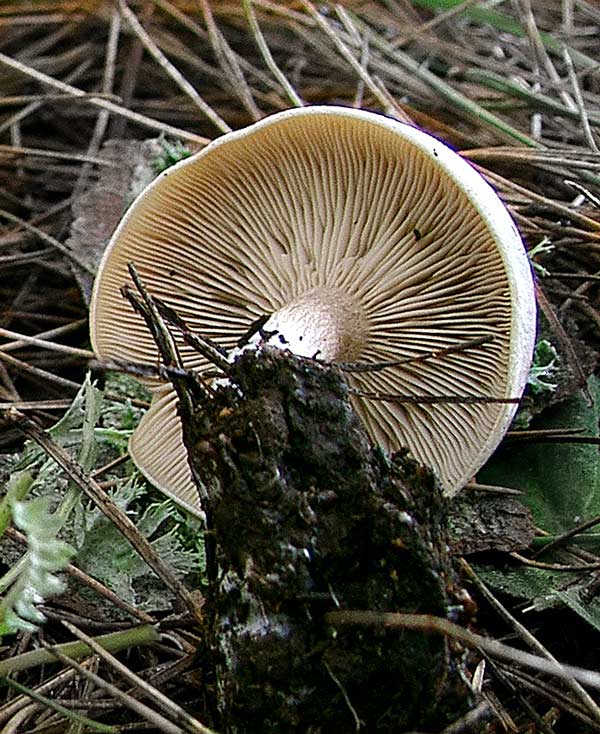 2 dic. Bosco Ficuzza